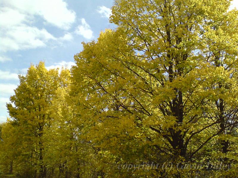 Autumn colours, creekside, Armidale DSC00647.JPG